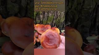Фламмулина, зимняя королева леса️ #грибалка #mushroom #грибоманія #fungi #природа #грибочки #ліс
