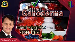 Vestige Ganoderma in Nepali language ll vestige ganoderma ll Healthy Living Ganoderma