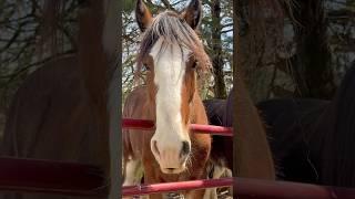 THE BEST Natural Fly Control For Horses! #spaldinglabs #flypredators #clydesdale #horse #safe