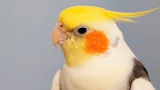 cockatiel bird singing | Cockatiel Whistling | korella Timoshka sing - cute parrot | parakeet video