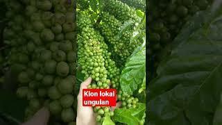 lajuran lokal #kopi #kopiindonesia #robusta #klonandalan #pertanian #perkebunan #skpkm#kopista