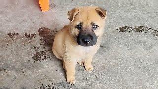 The fishing man found a puppy abandoned by its mother in the bushes,she pleading for him to adopt it