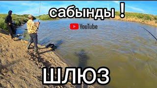 Рыбалка на реке Нура! Утренний  окунёвый жор. Рыбалка на спиннинг. river bass fishing.