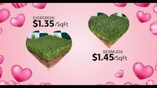 Valentine’s Special – Limited-Time Offer on Select Artificial Grass!