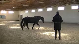 Course with Marius Schneider April 2017, Warsaw / Academic Art of Riding