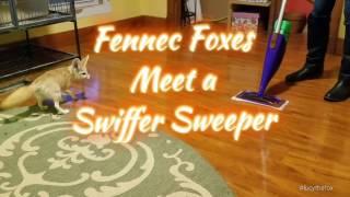 Fennec Foxes Meet a Swiffer Sweeper