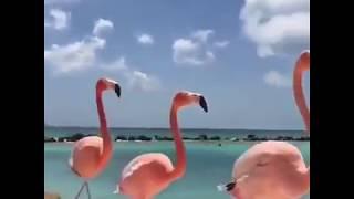 Flamingo promenade on the beach in Aruba 