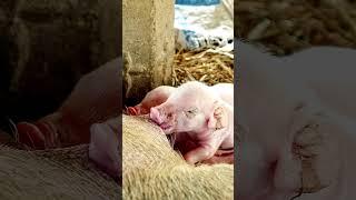 Piglets  #animals #wildlife #farm #farmlife #youtubeshorts #shortsvideo #piglets #naturelovers