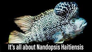 Nandopsis Haitiensis AKA Black Nasty (A complete Information)