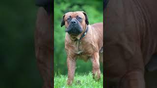 AMAZING RED LION Boerboel Pure Swag #shorts #boerboels #protectiondog