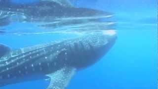 Whale Shark, Cancun, Mexico