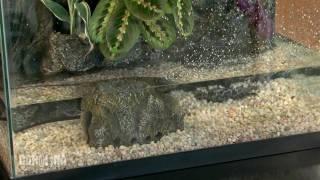 How to Set Up a River Tank in your Classroom