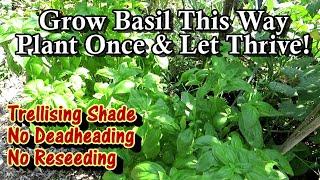 A Better Way to Grow Basil Plants All Summer Long: Plant Once, No Deadheading or Reseeding Needed!