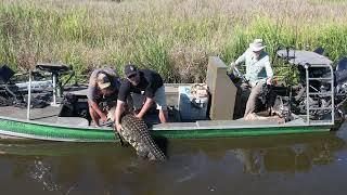 South Carolina Alligator Hunt in the Lowcountry Ace Basin - REAL HUNTING not fishing with bait