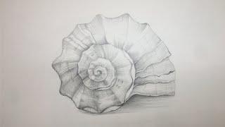 Sea Shell Pencil  Drawings. Рисуем морскую ракушку простым карандашом