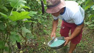 PAG-AABONO SA NAMUMUNGANG TALONG