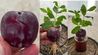 Plum trees grow an plum fruit in the water | unique method and 100% working |