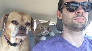 Animals With the Highest IQ Will Amaze You  Funny Animal Videos 2025