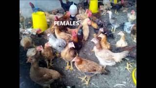 Rooster semen collection and analysis