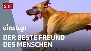 Der Hund – der beste Freund des Menschen | Einstein | SRF Wissen