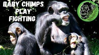 Young Chimps Play Fighting