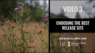 3.  Choosing the best weed biocontrol release sites