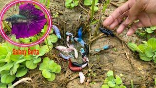 Unexpected Unique Catching a lot Crowntail Betta Double Tail Half Sun Galaxy Betta Fish In The Hole