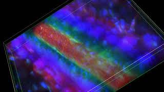 Two photon visualization of living mice: stochastic and dynamic cell behavior