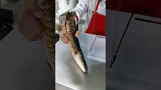 Show live shoal fish cutting skills sea shoal fish cutting #youtube #shorts #video