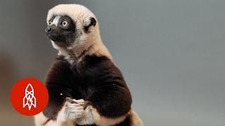 A Jumping Lemur On The Brink: The Coquerel's Sifaka Hops For Survival