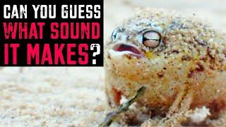 You Will Never Guess the Sounds these Creatures Make!