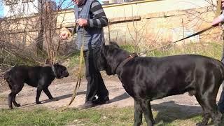 ОГРОМНЫЙ Маркус и Хеннеси. Кане Корсо. Cane Corso. Marcus and  Henessya.