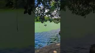 #bangalorevlogs  #Halasuru lake #lakes #bangalore #lake in bangalore