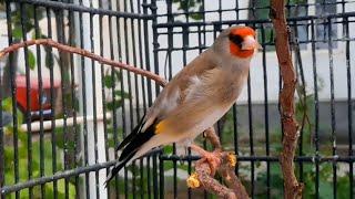 SAVA SAYRSHI ЩЕГОЛ ПОЕТ GOLDFINCH SINGS