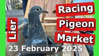 Racing Pigeon Market Lier, Belgium (23 February 2025) - Second market of 2025 Season