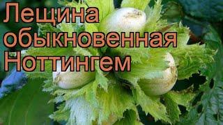 Лещина обыкновенная Ноттингем (corylus avellana)  обзор: как сажать, саженцы лещины Ноттингем