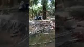 Lagi wikwik dikebun sawit, malah di biarin pergi gitu aja