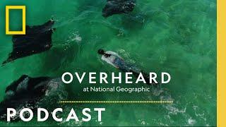 Going Undercover to Save Manta Rays | Podcast | Overheard at National Geographic