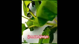 #gardening️Greenish lifestyle#nature#plants#shorts