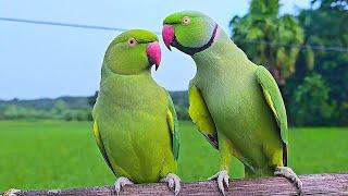 Parrot Talking Sounds