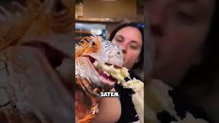 Ящерица-дракон  #животные #милыеживотные