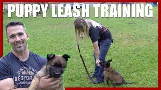 How to Introduce your Puppy to the Leash with Bethany Preud'homme.