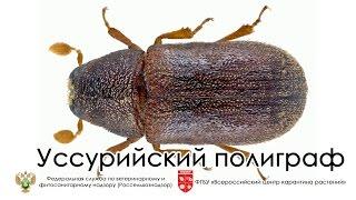 Уссурийский полиграф  (Polygraphus proximus )