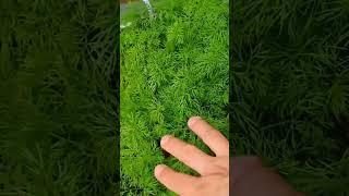 Венгерская красота ️️