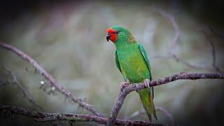 Lorikeets the magical birds of Australia