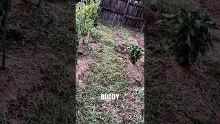 Rabbit In The Garden #garden #gardening #gardenpests