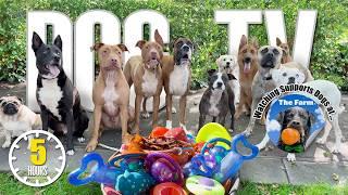 Entertaining Doggy Daycare TV - Ultimate Dog Video for Dogs To Watch - Dog Sounds Barking Squeak Toy