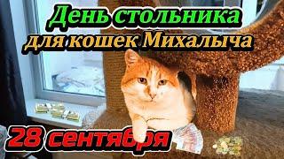 День стольника для кошек Михалыча 28 Сентября.