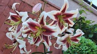 Лилии августа 2024 года! Обзор сада!#new #цветы #flowers #сад #garden #дача #plants #лилии #lily