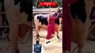 Wow  Cow qurbani Big Hight